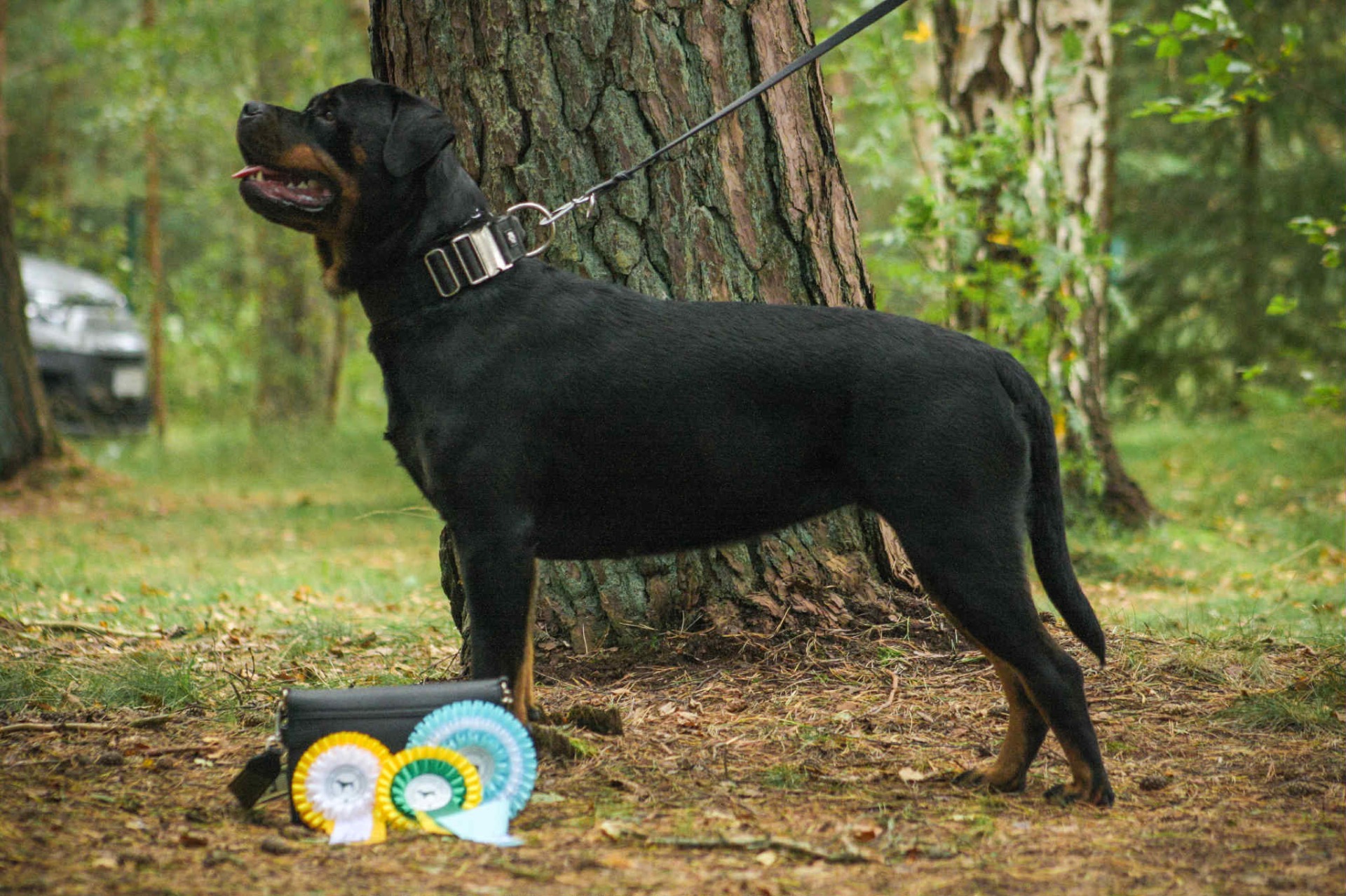 Sylvi Palangassa Liettuassa 9/2025. Tuloksena: Paras narttu ja  BOS (best of opposite sex), CAC ja CACIB 