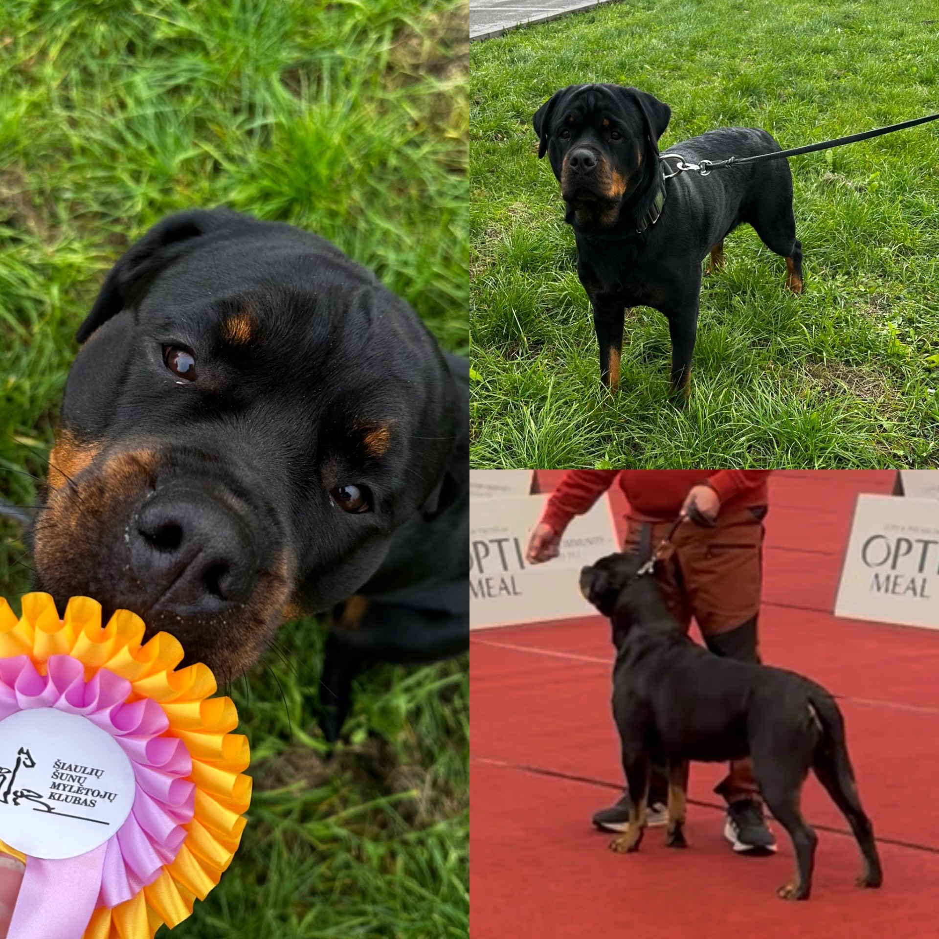 Sylvi Liettuassa syksyllä 2026, jolloin kotiintuomisina mm. CAC ja Liettuan muotovalio-titteli